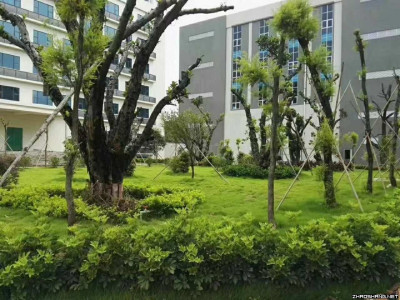 广州花都厂房8900平米出租丨绿化高，环境优美